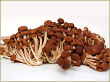 Wine Forest Wholesale Fresh Cultivated Velvet Piopini Mushrooms