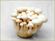 Wine Forest Wholesale Fresh Cultivated White Beech Mushrooms