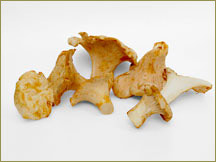 Wine Forest Wild Foods wholesale wild white chanterelle mushrooms