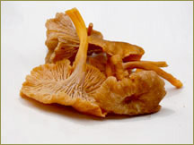 Wine Forest Wild Foods wholesale wild yellow foot mushroom 