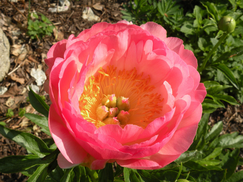 English Language Peony Poems Cricket Hill Garden