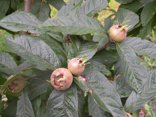 cricket hill garden fruit trees