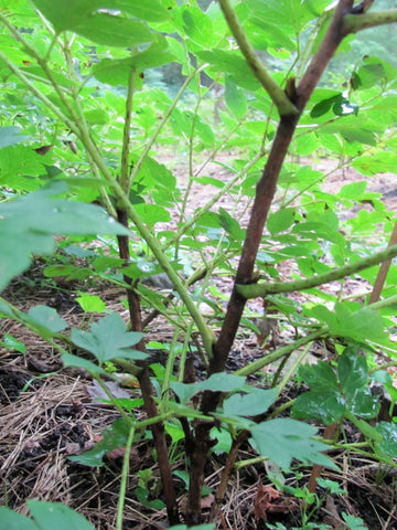 2nd year graft with two vigorous stems. Most varieties will begin to flower in the 3rd year.