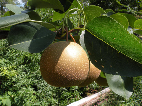 Connecticut grown asian pear