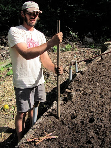 We use an iron breaker bar to make the holes in the garden bed in which the grafts are planted.