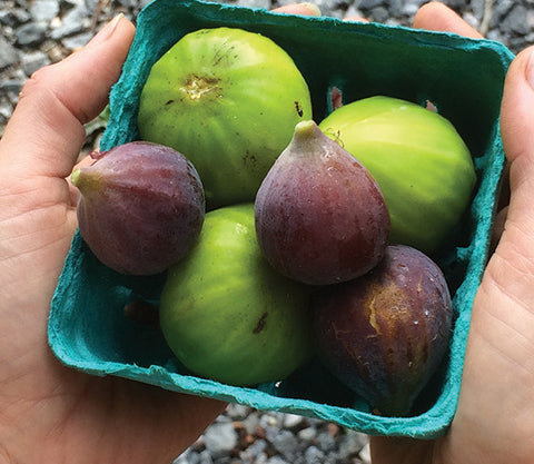 freshly harvested figs celeste and white types