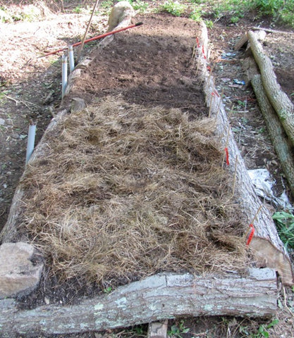 Mulch graft beds after planting to retain moisture. Cover with clear plastic and more mulch in the late fall, when the ground begins to freeze. Covering with plastic too early will invite mice to nest in your graft bed and ruin your results.  This has happened to us, so we warn you of this problem. Covered grafts are dormant all winter and begin to grow in the spring.