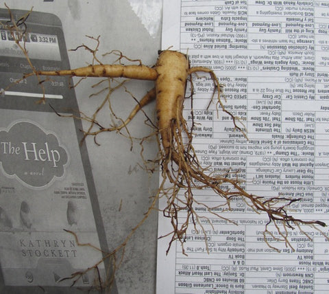 2-year-old herbaceous seedling root which has been ‘decapitated’, or had its eyes cut off.