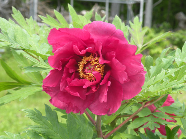 Paeonia, 'Chinese Dragon' hybrid tree peony – Cricket Hill Garden