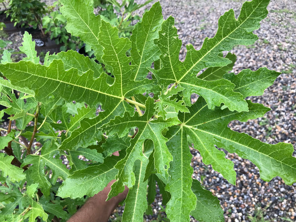 Ficus, 'Violette De Bordeaux' fig – Cricket Hill Garden
