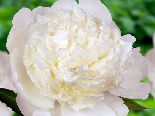 Elsa Sass | Herbaceous Peony, Pesticide-Free – Cricket Hill Garden