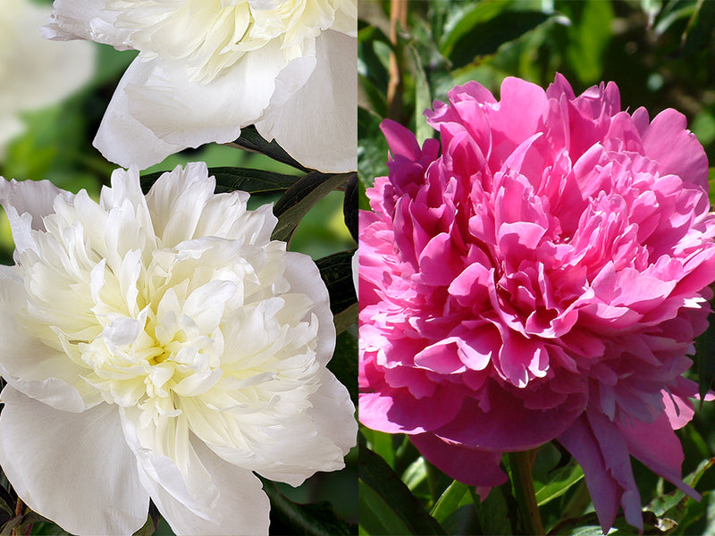 Paeonia, Perfumed Herbaceous Peony Pair – Cricket Hill Garden