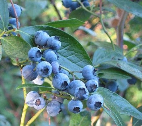 Blueberry Jersey Cricket Hill Garden