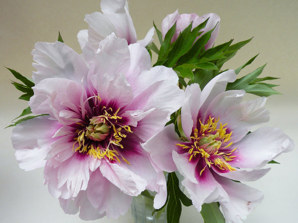 Pink Peony - It has finally arrived, our Lechuza Pon! We