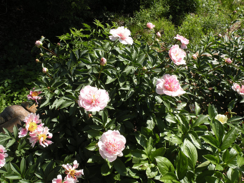 Do Tell | Herbaceous Peony, Pesticide-Free – Cricket Hill Garden