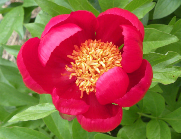 Herbaceous Peonies – Palmiters Garden Nursery