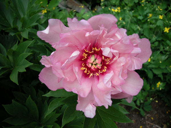 Hillary Intersectional Itoh Peony Cricket Hill Garden