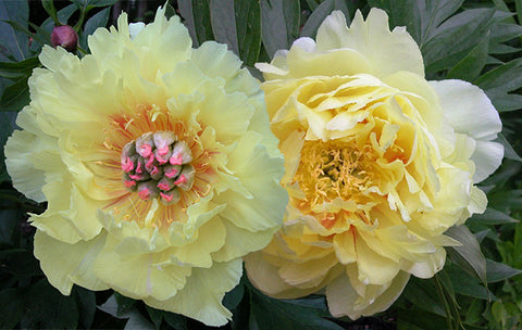 Intersectional 'Itoh' Peonies – Cricket Hill Garden