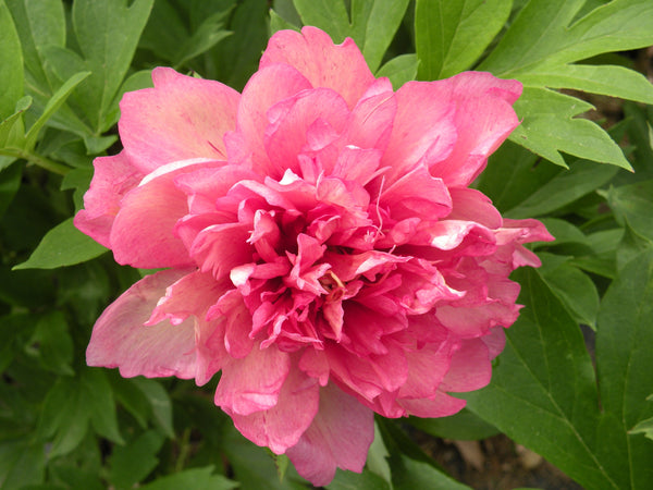 IDA'S PINK' Tree Peony (Paeonia x suffruticosa)