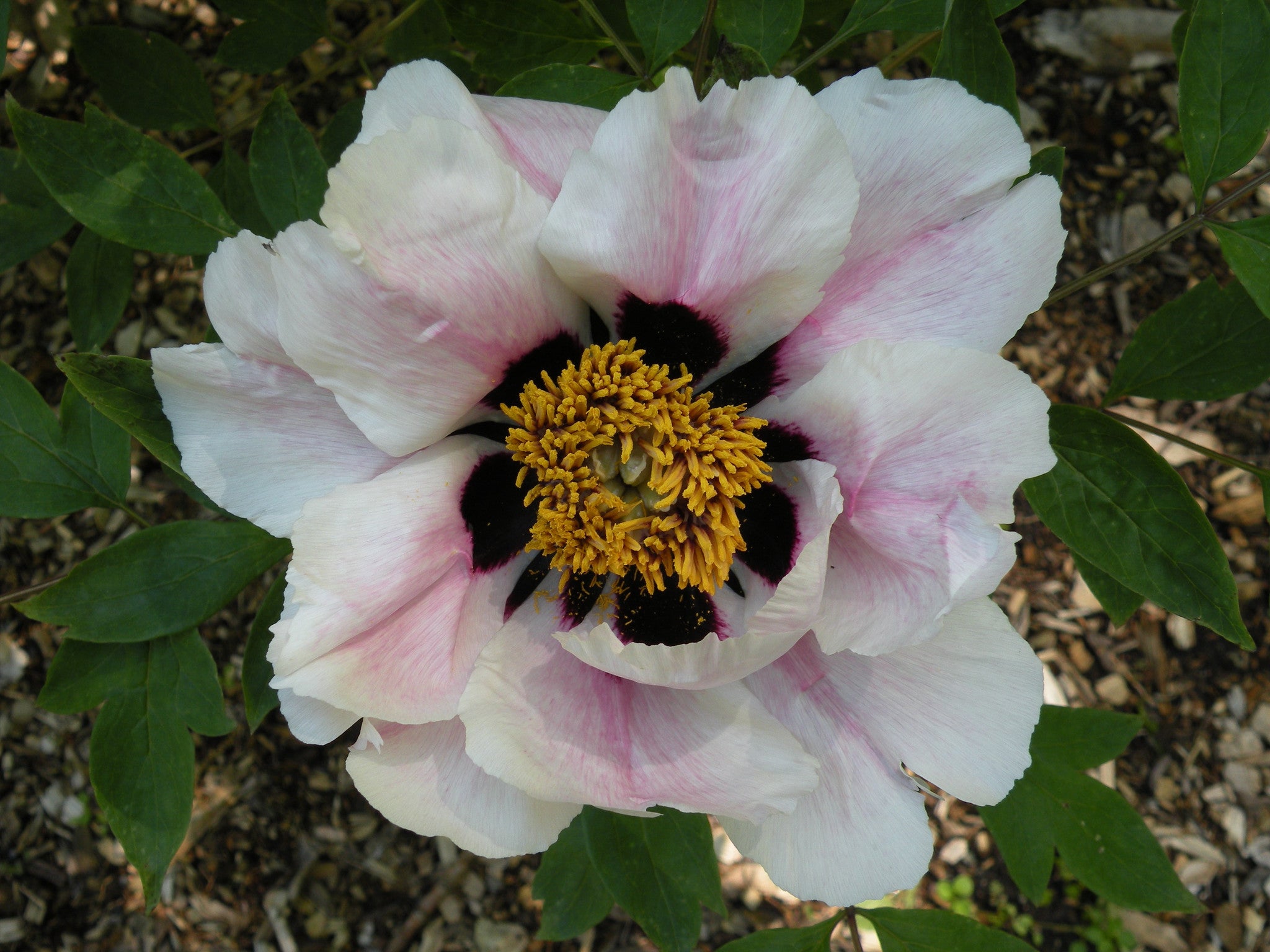 Icy Heart of a Vast Ocean | Chinese Tree Peony – Cricket Hill Garden