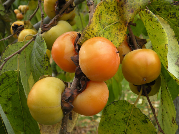 Kenapa Buah Kesemek  Diselimuti Serbuk Warna Putih Seperti 