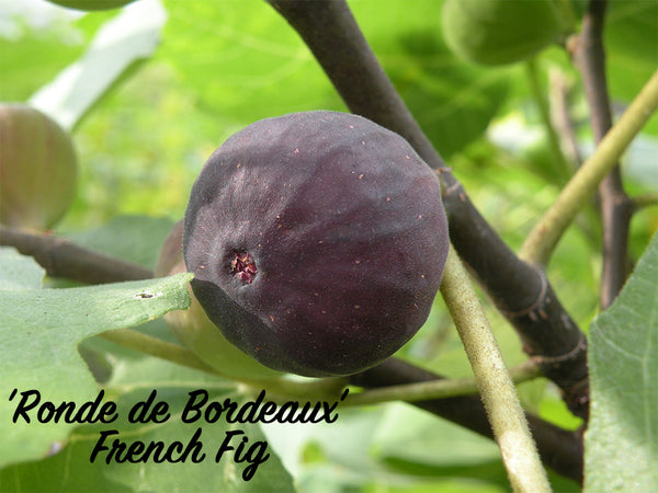 Ficus, 'Violette De Bordeaux' fig – Cricket Hill Garden