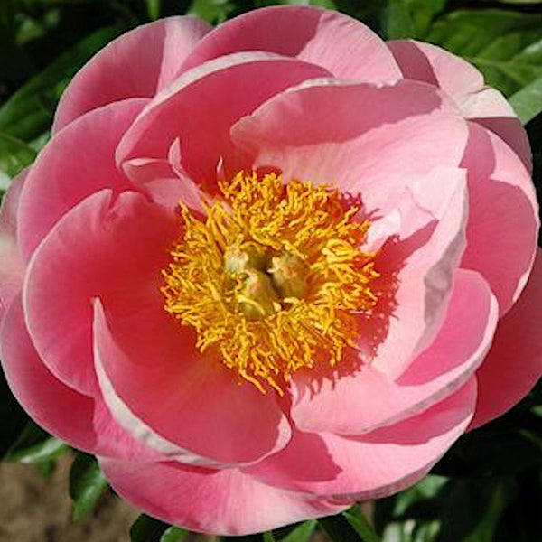 Пион Salmon Dream. Dreamtime пион. Пион herbaceous Peony.