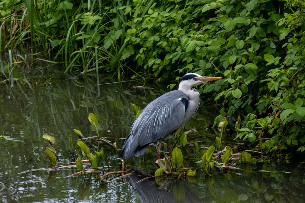 A heron