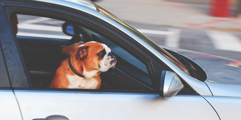 Dog Riding In Car