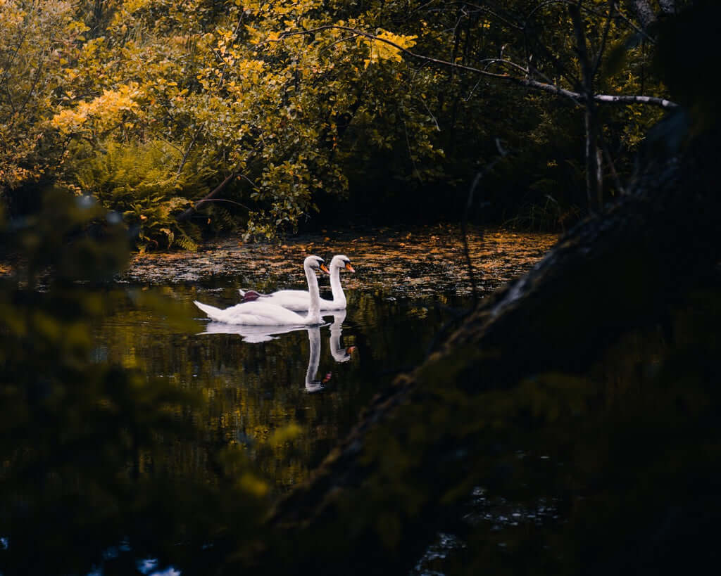 Two swans.