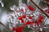 Hawthorn Berries in Winter