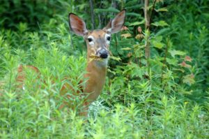 deer eating - Natural Armor Animal Repellent