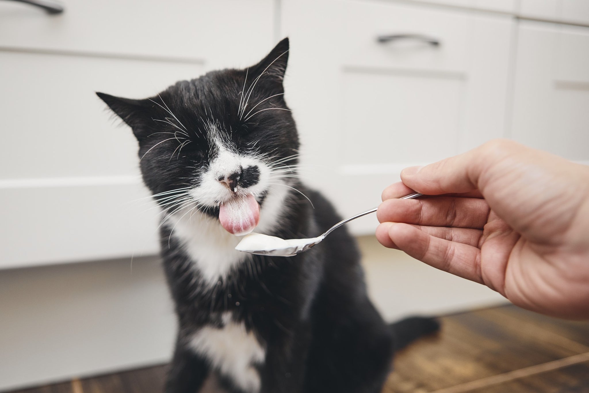 Black cat licking yogurt from spoon his pet owner at home kitchen.