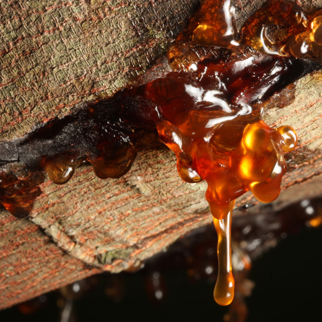 tree resin stock image