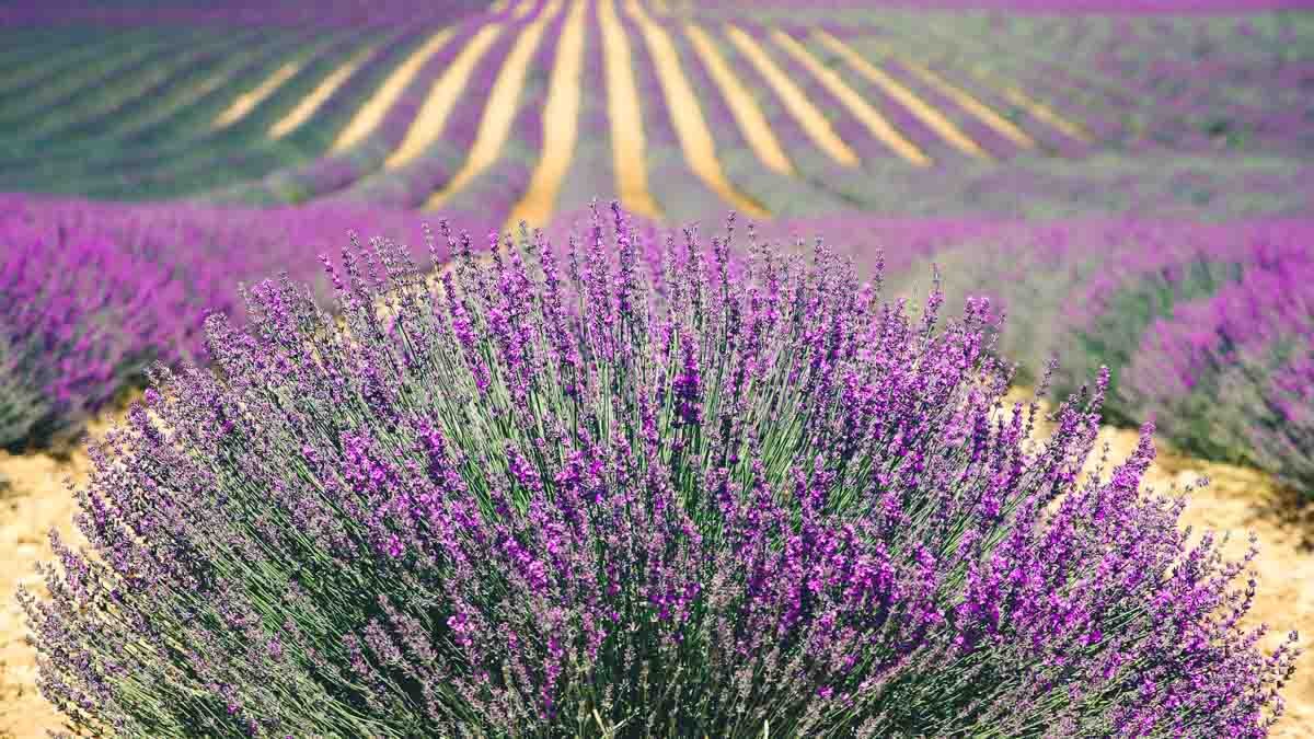 Campo di lavanda in Provenza, Francia