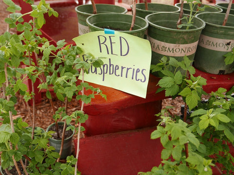 Farmers Market Raspberries - Photo by Jill Wilson