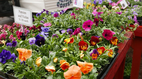 Farmers Market Flowers