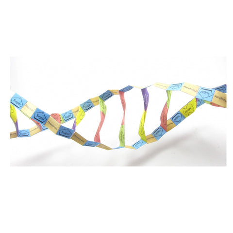 DNA Structure Origami Organelle