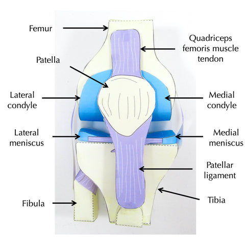 knee joint origami organelle