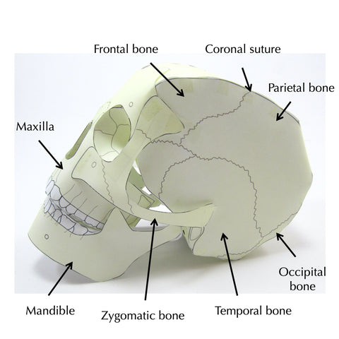 skull origami organelle