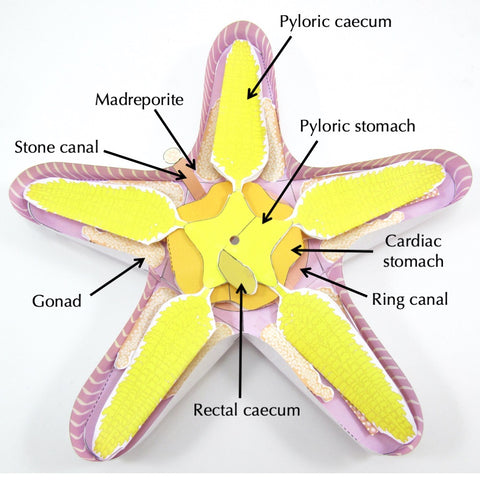 starfish origami organelles