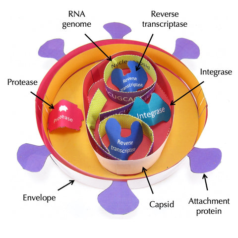 labeled hiv model