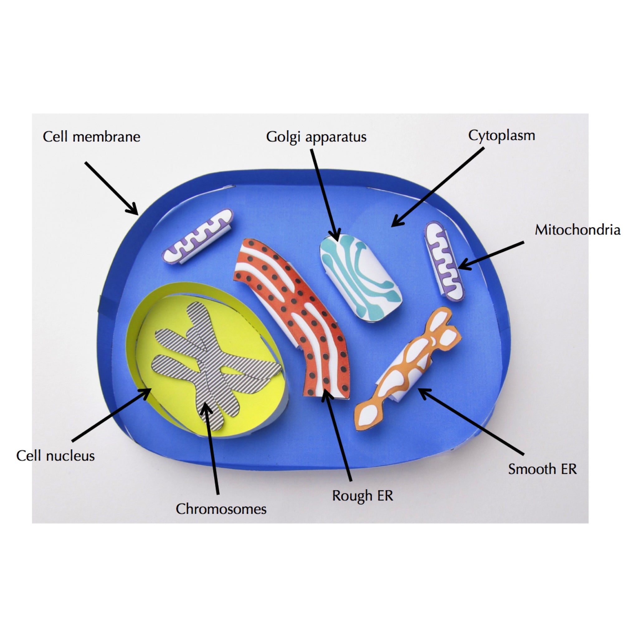 animal cell chromosomes