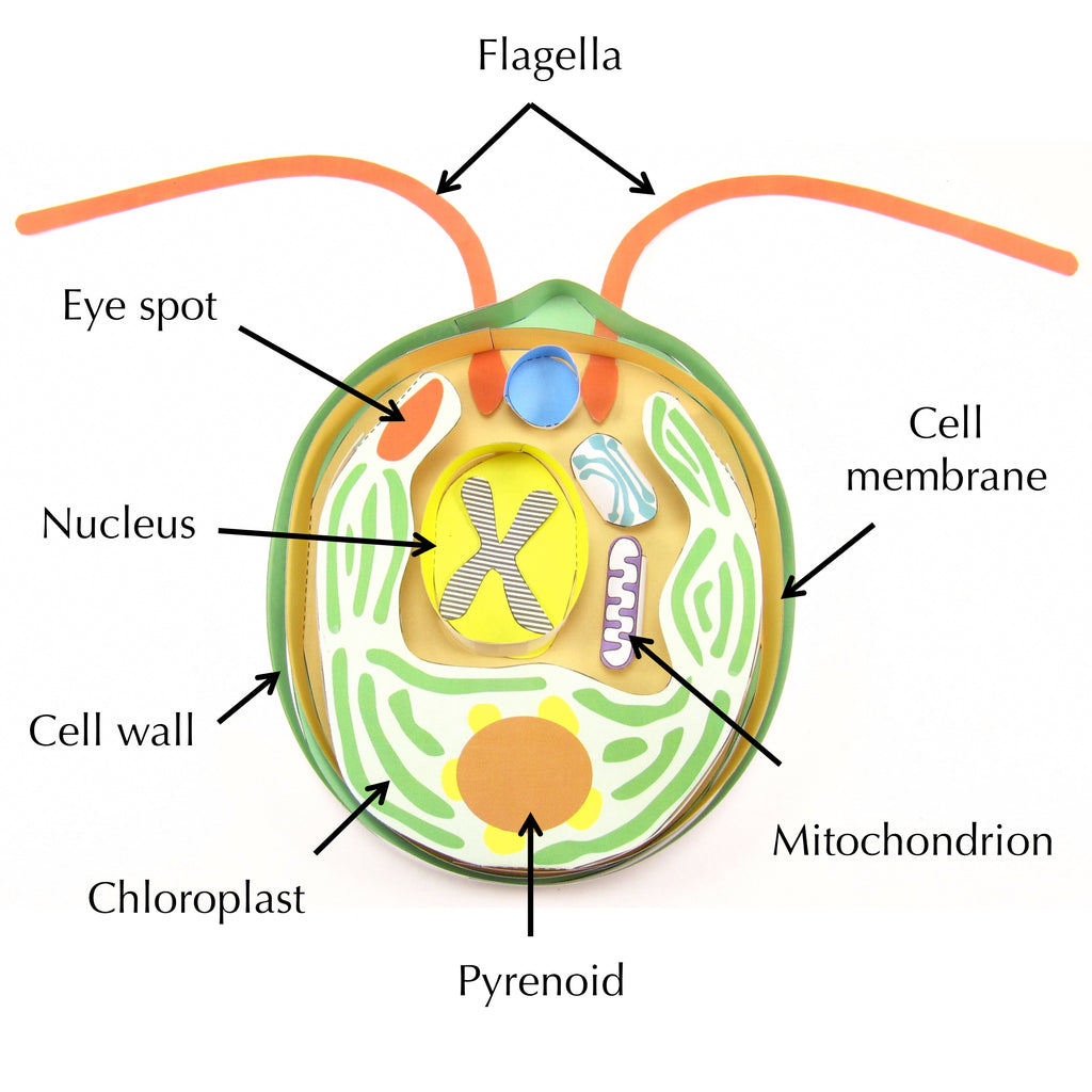 Chlamydomonas - Origami Organelles