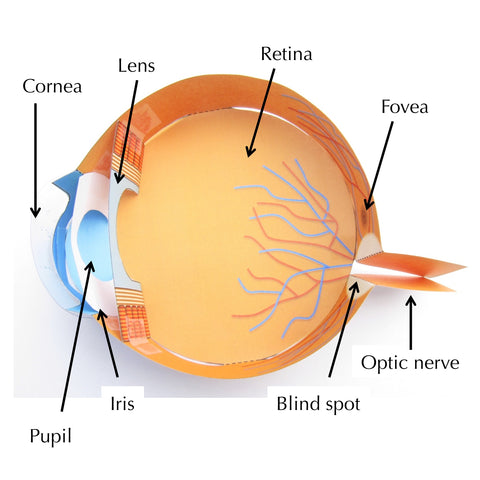 easy eye origami organelle