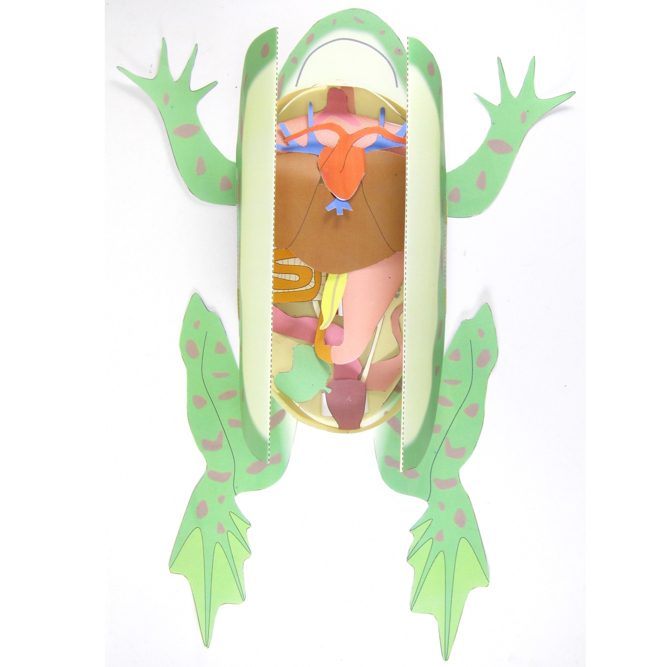 frog pancreas
