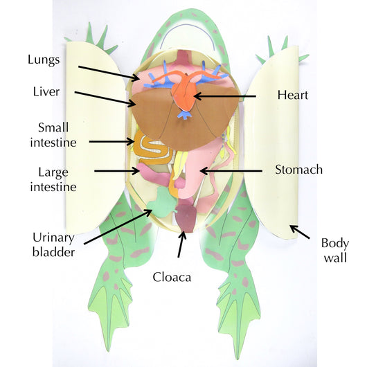 frog dissection biology