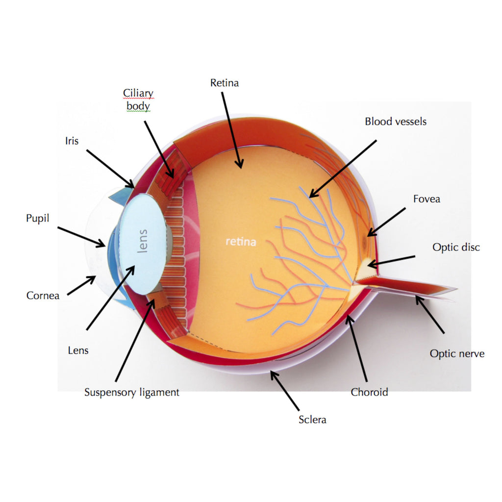 Human Eye – Origami Organelles