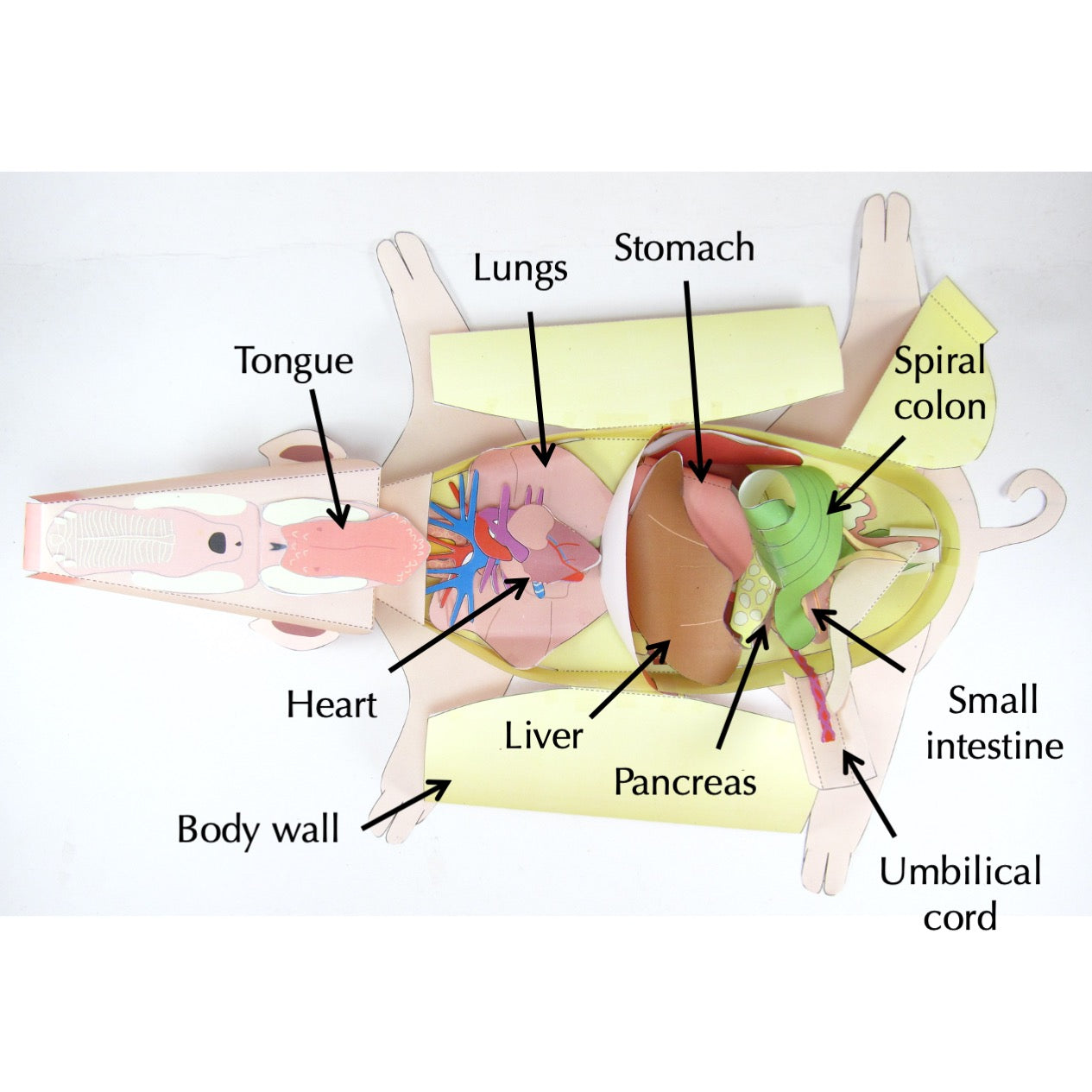 fetal pig respiratory system