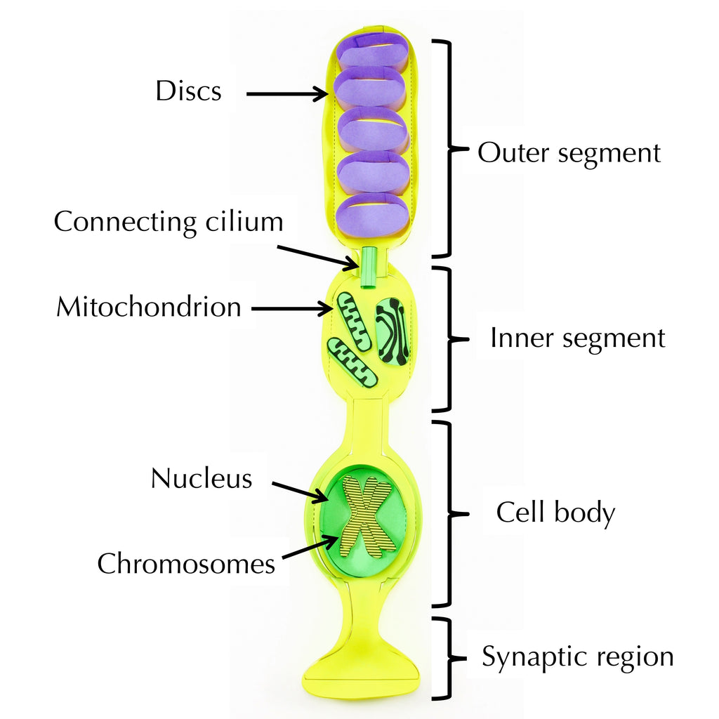 Rod Photoreceptor Cell – Origami Organelles eye nerves diagram 